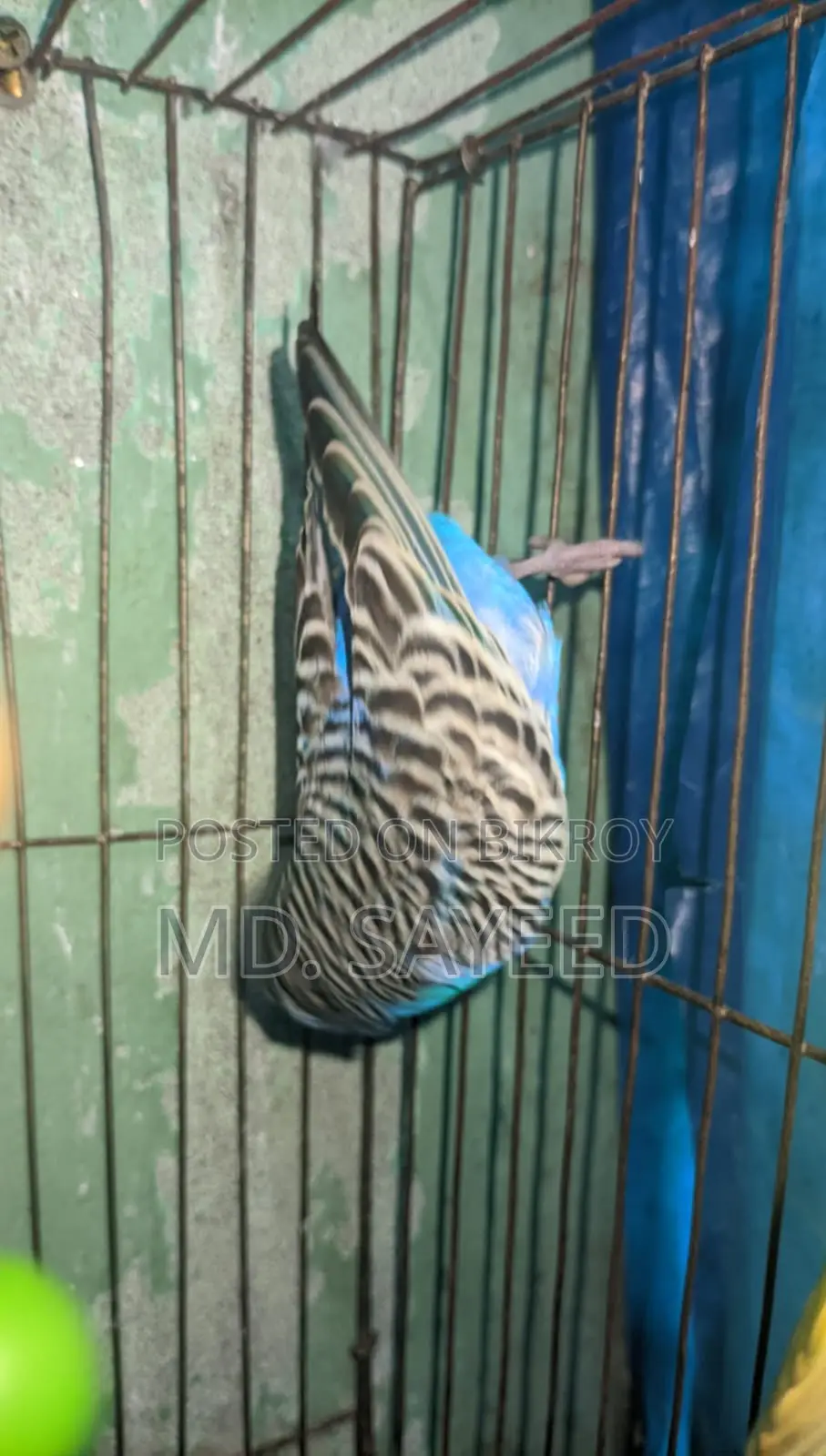 Budgerigar