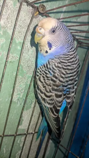 Budgerigar