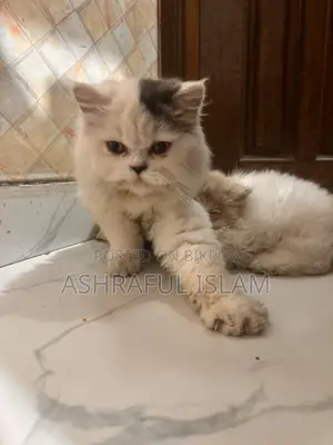 Exotic Persian Male Cat