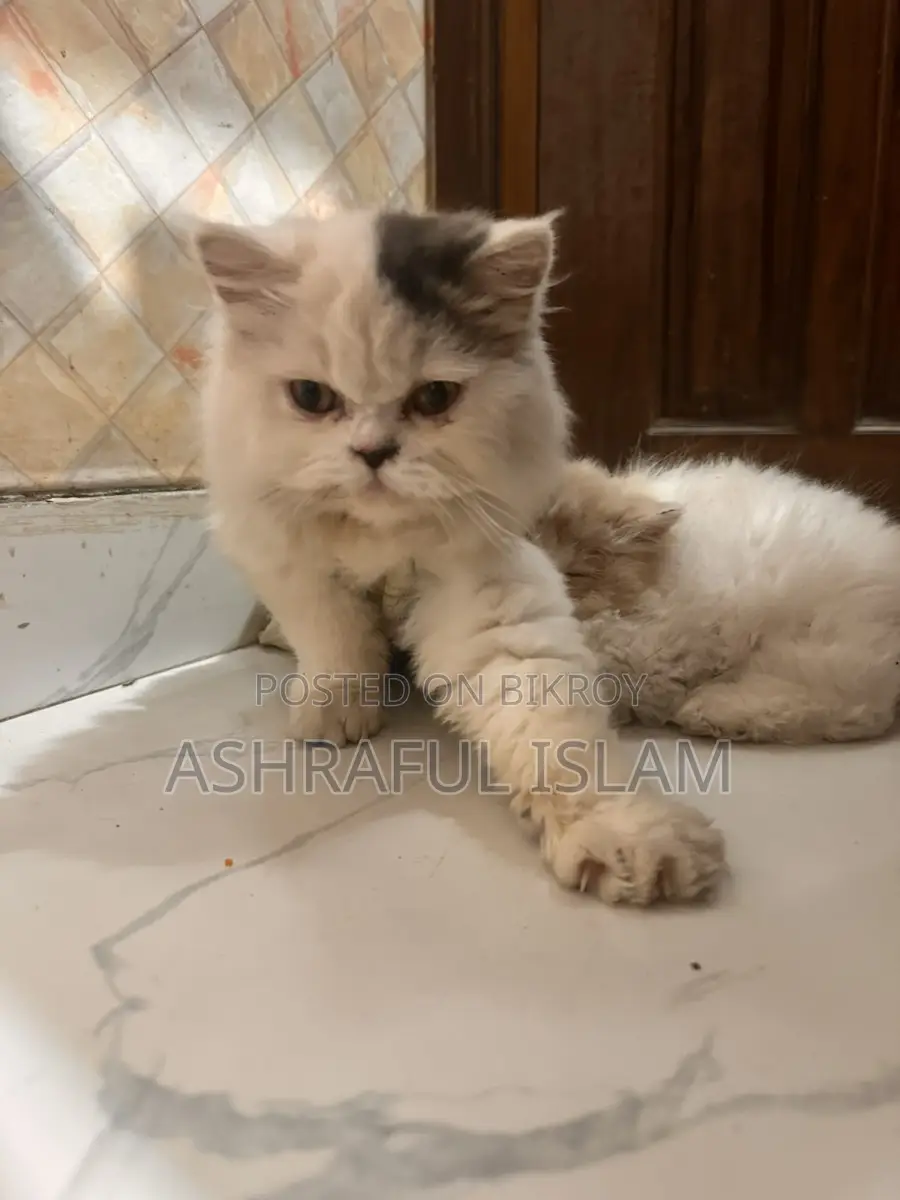 Exotic Persian Male Cat