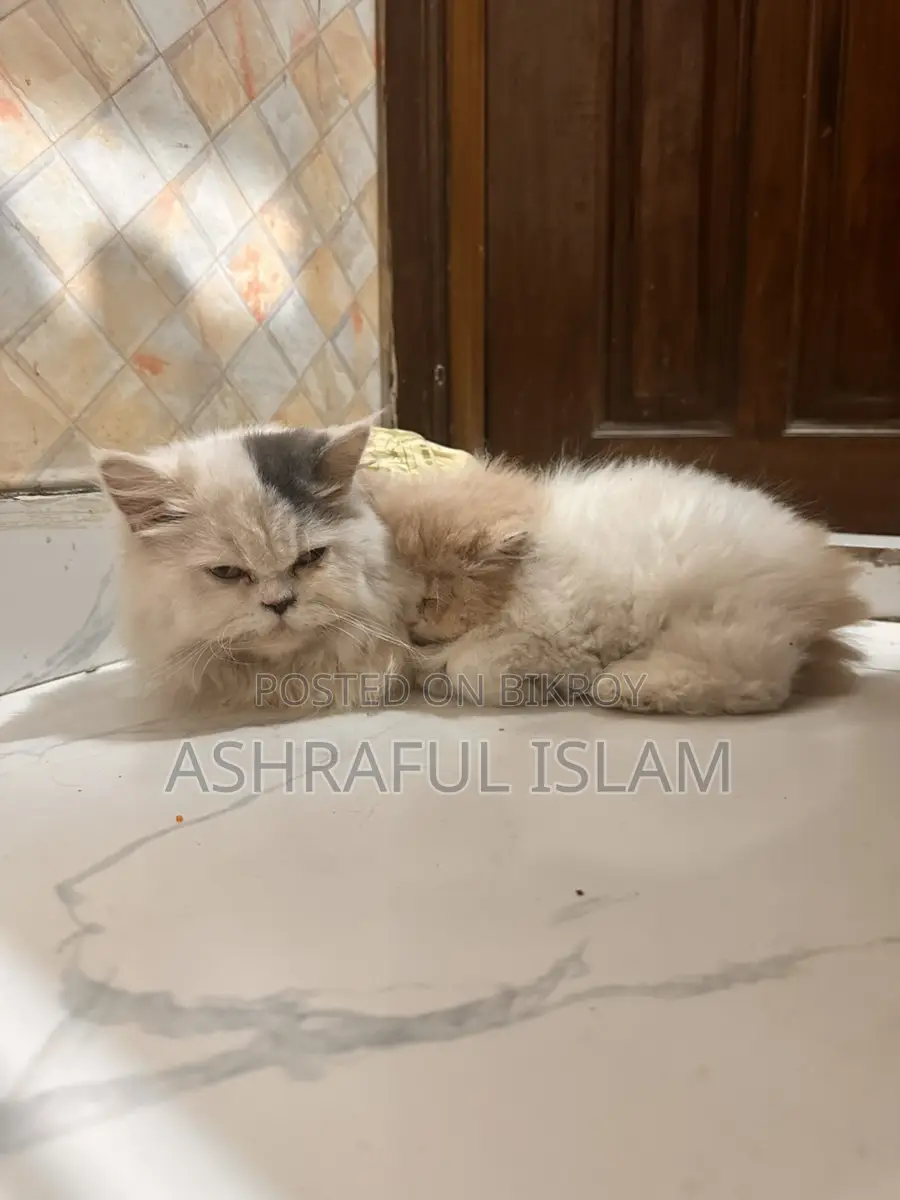 Exotic Persian Male Cat