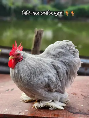 রানিং কোচিং মুরগা বিক্রি হবে