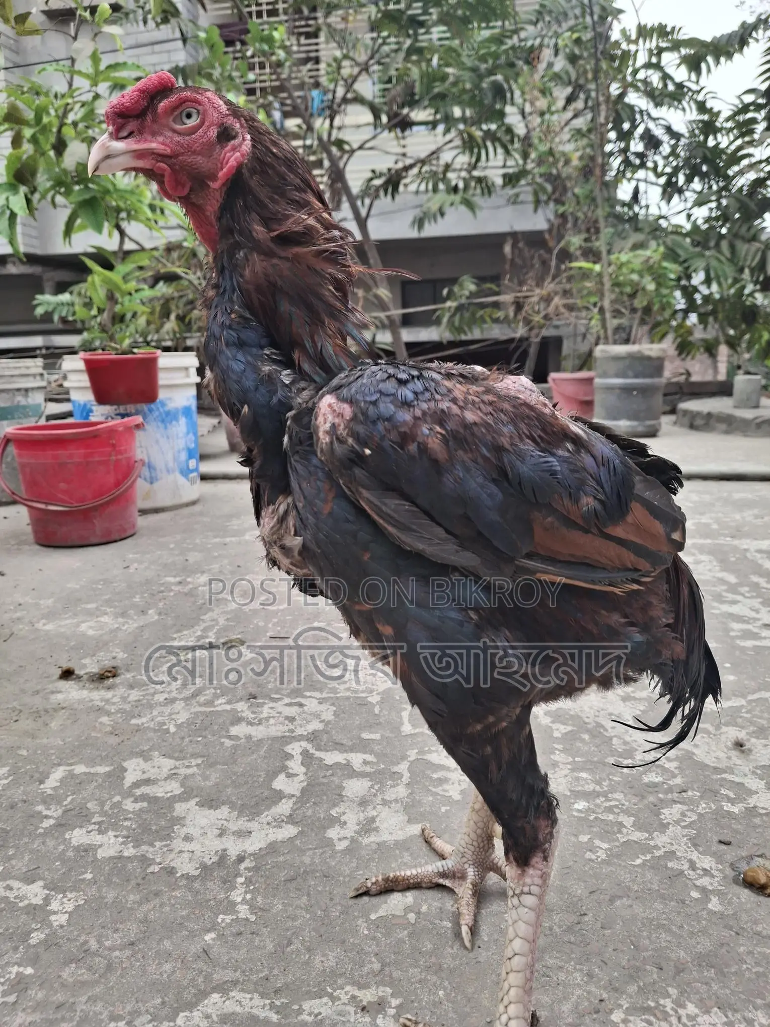 ফাইটার মুরগী