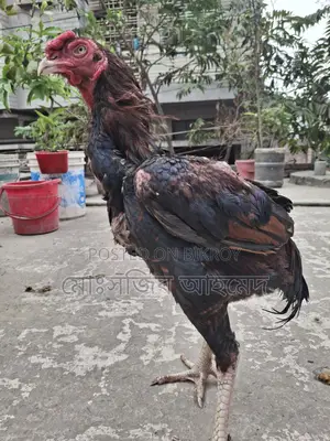 ফাইটার মুরগী