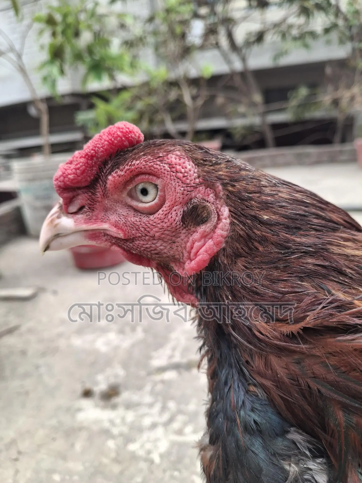 ফাইটার মুরগী