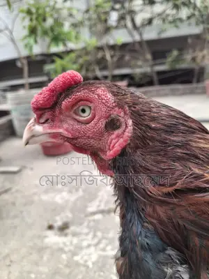 ফাইটার মুরগী