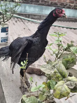 ফাইটার মুরগী