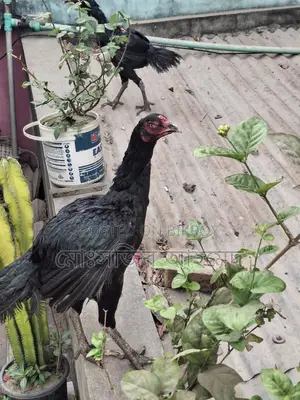 ফাইটার মুরগী
