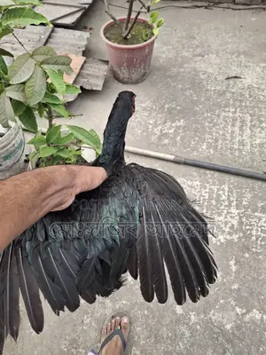 ফাইটার মুরগী