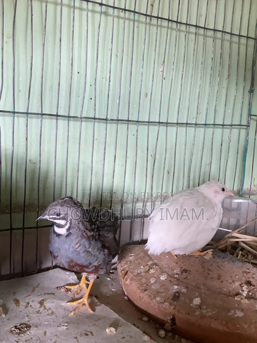 King quail running pair