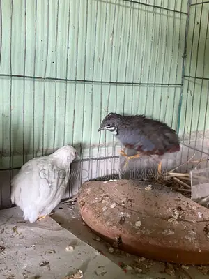 King quail running pair