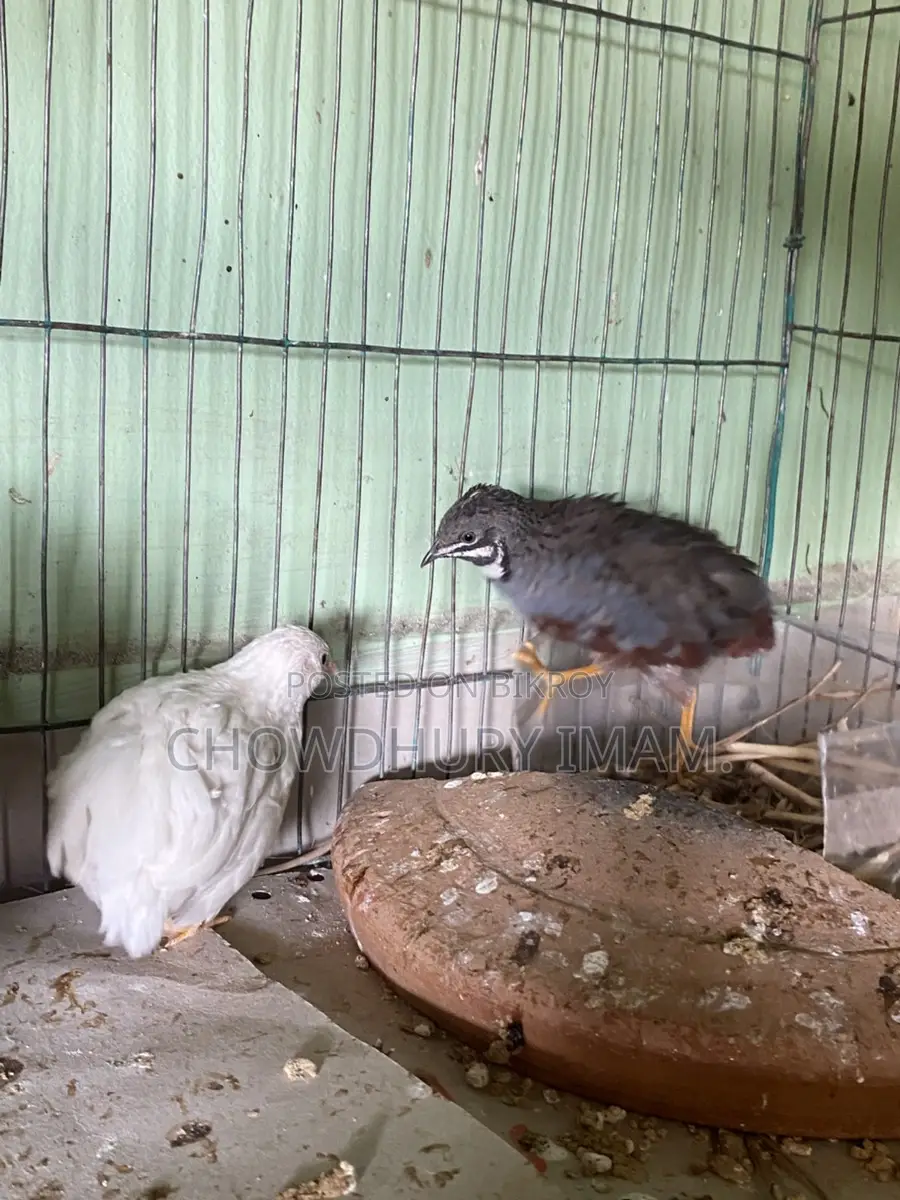 King quail running pair