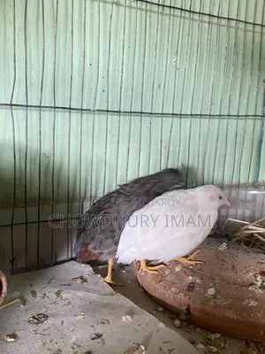 King quail running pair