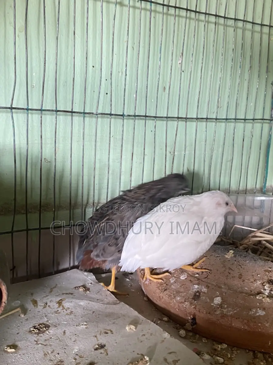 King quail running pair