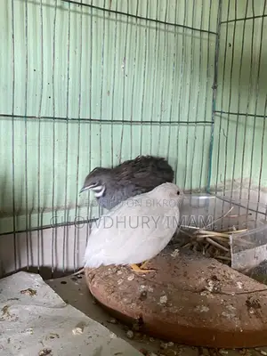 King quail running pair