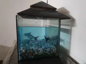 মাঝারি সাইজের একুরিয়াম মাছসহ