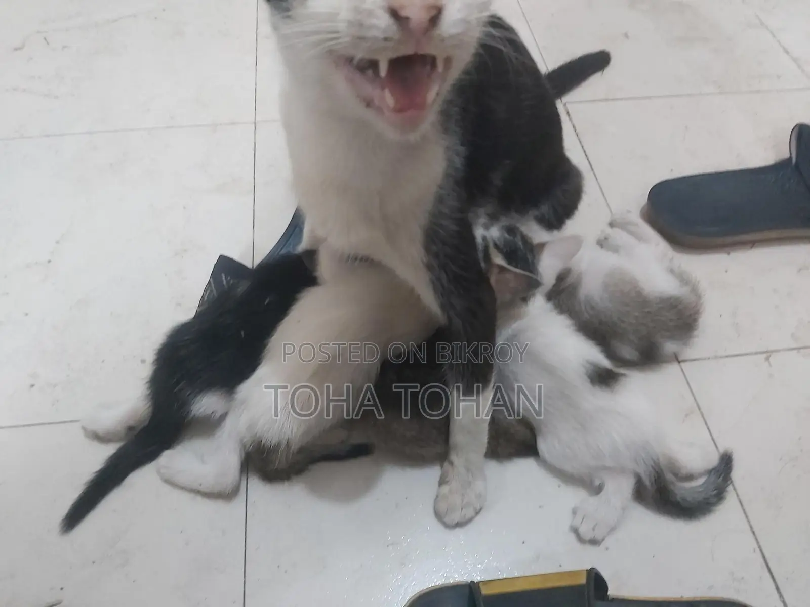 Adopt the cat baby please