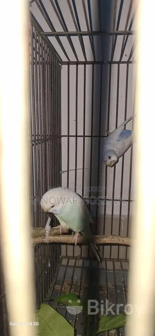 Budgerigar Birds for Sale