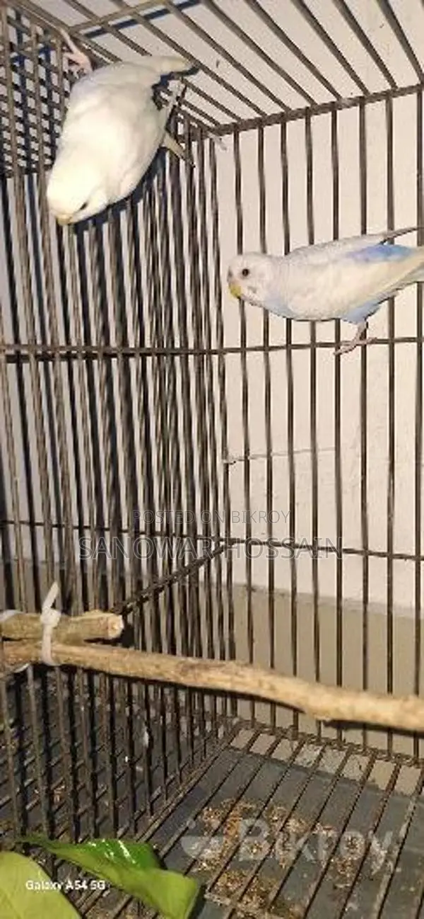 Budgerigar Birds for Sale