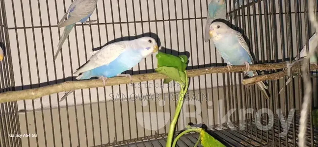 Budgerigar Birds for Sale