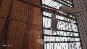 Budgerigar Birds for Sale