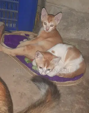 Three kittens with their mother