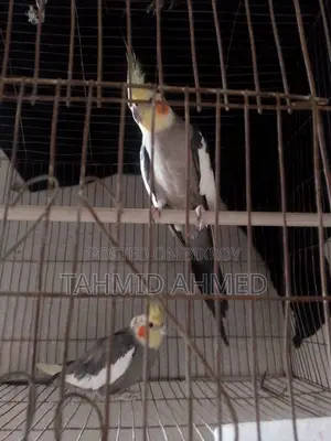 কোকোটেল পাখি