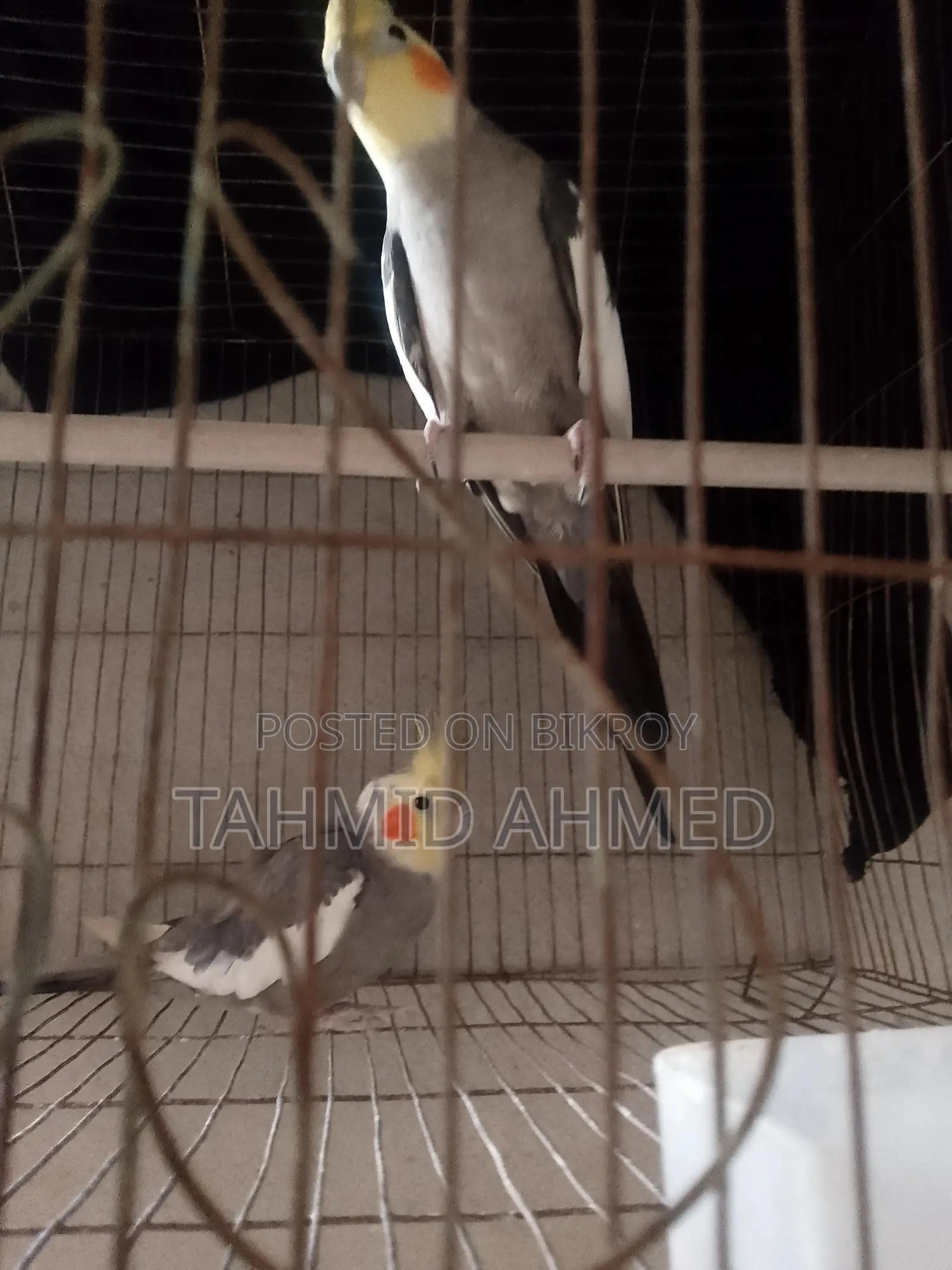 কোকোটেল পাখি