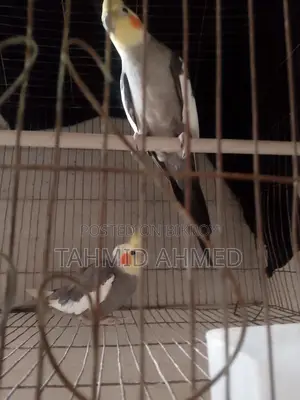 কোকোটেল পাখি