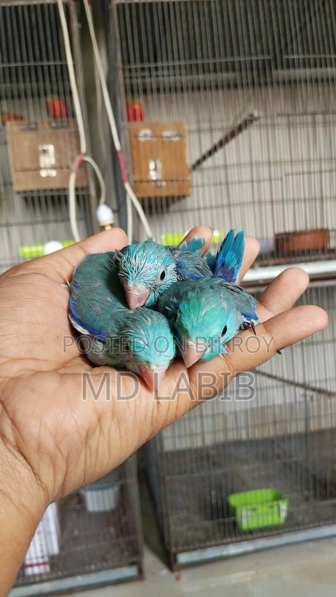 7 pcs tame size forpus baby Tq & blue split