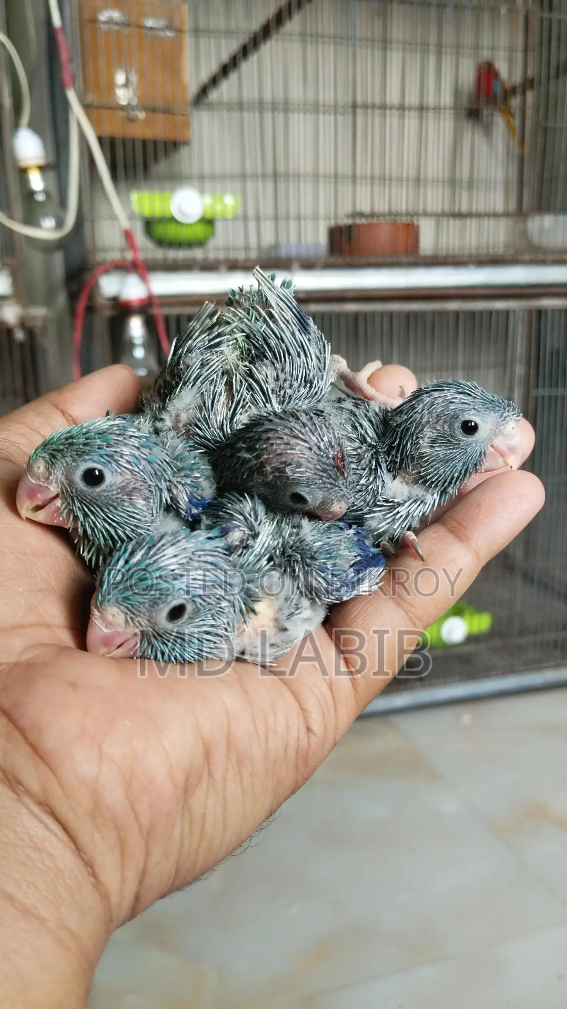 7 pcs tame size forpus baby Tq & blue split