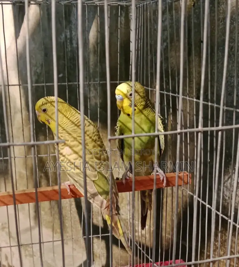 Budgerigar Birds