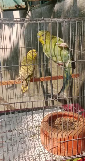 Budgerigar Birds
