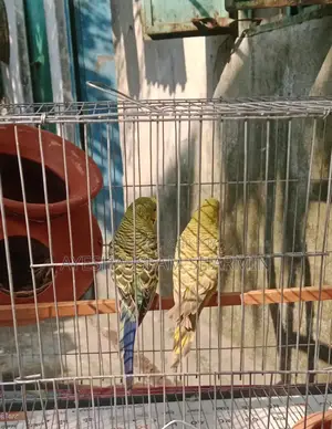 Budgerigar Birds