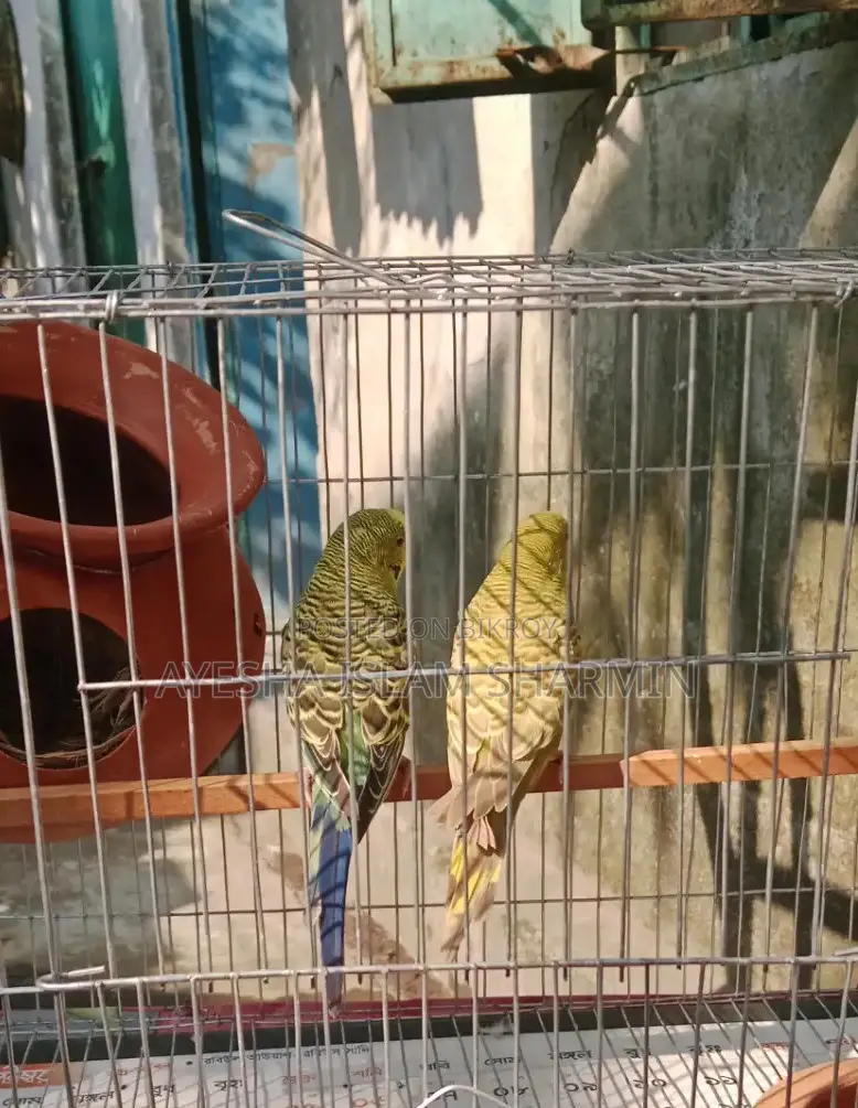 Budgerigar Birds