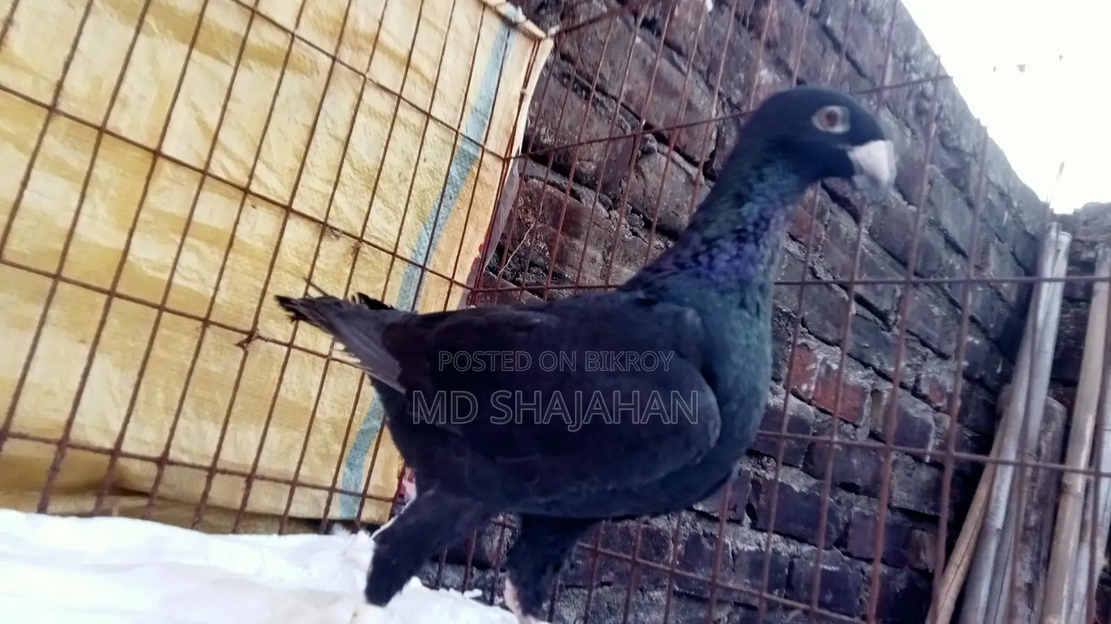 কবুতর