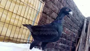 কবুতর