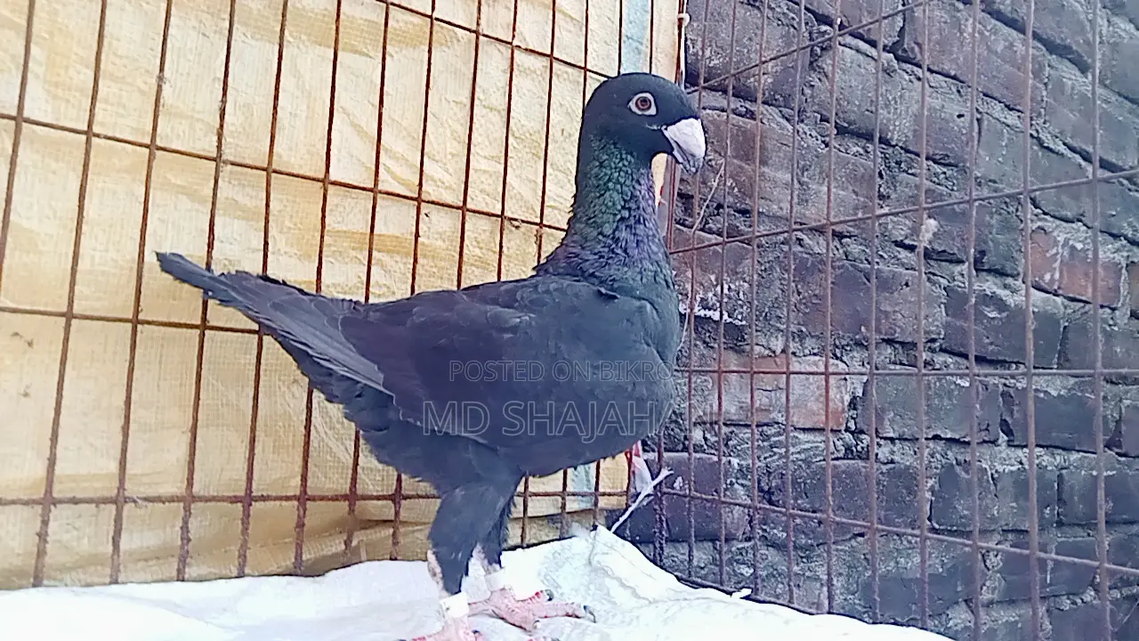 কবুতর