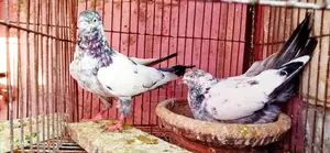 Saharanpuri High-Flyer Pair