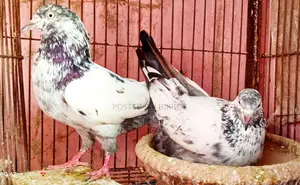 Saharanpuri High-Flyer Pair