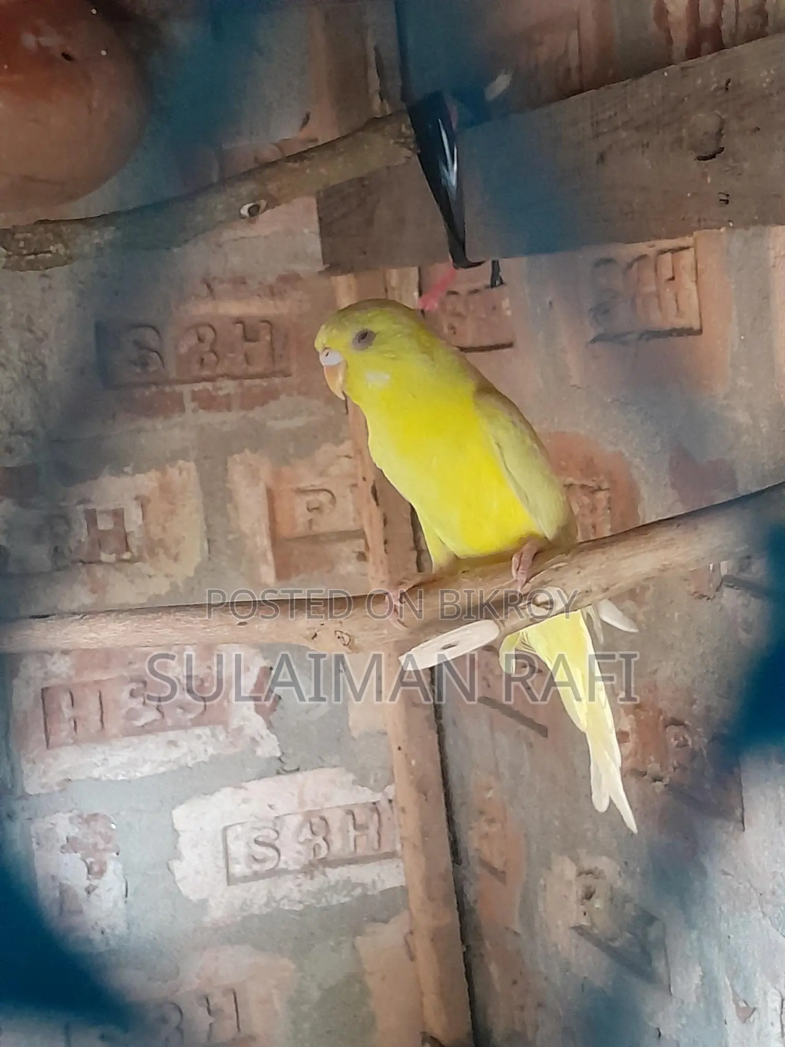 4-Month-Old Budgie Birds
