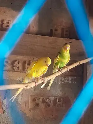 4-Month-Old Budgie Birds
