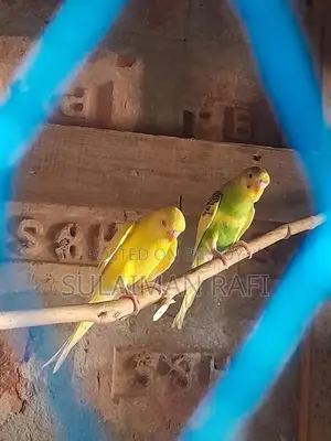 4-Month-Old Budgie Birds
