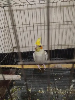 Cockatiel Male Bird 2 Pieces for Exchange