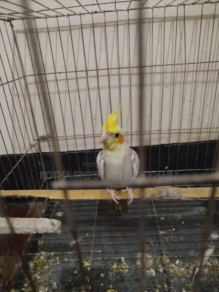 Cockatiel Male Bird 2 Pieces for Exchange