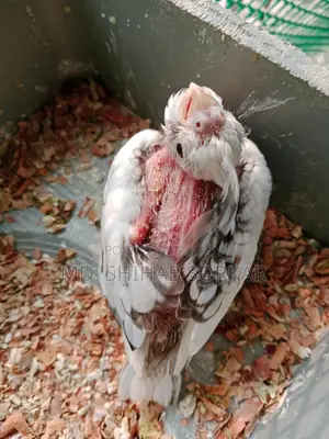 কোকাটেল পাখি