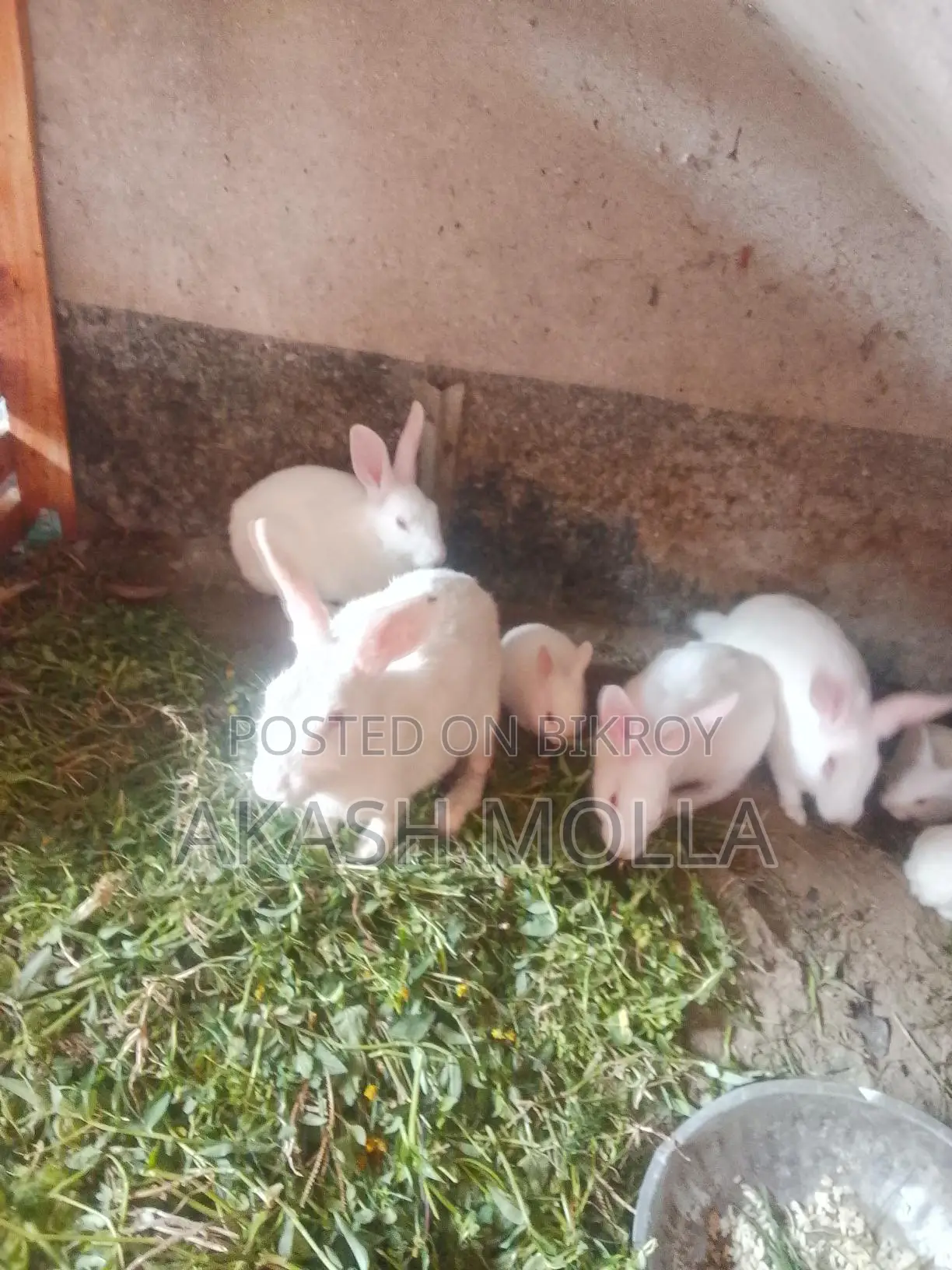 Rabbits