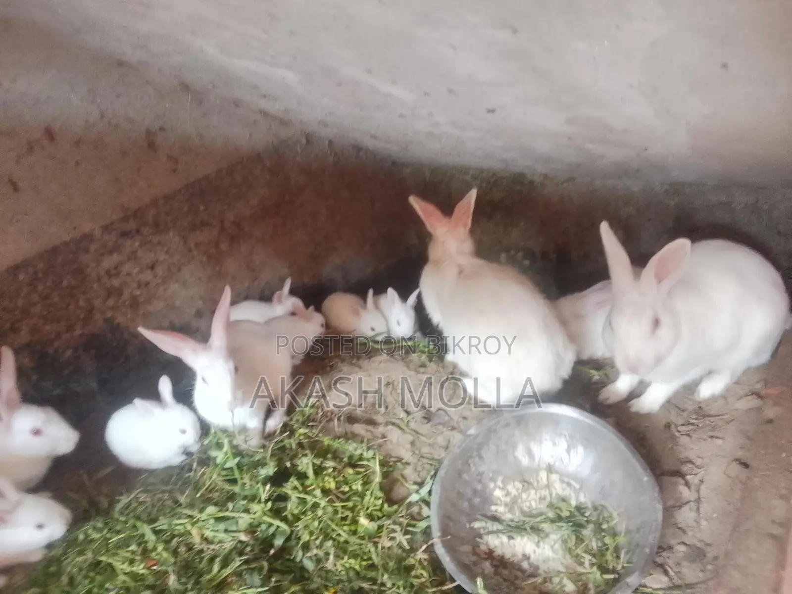 Rabbits