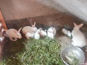 Rabbits