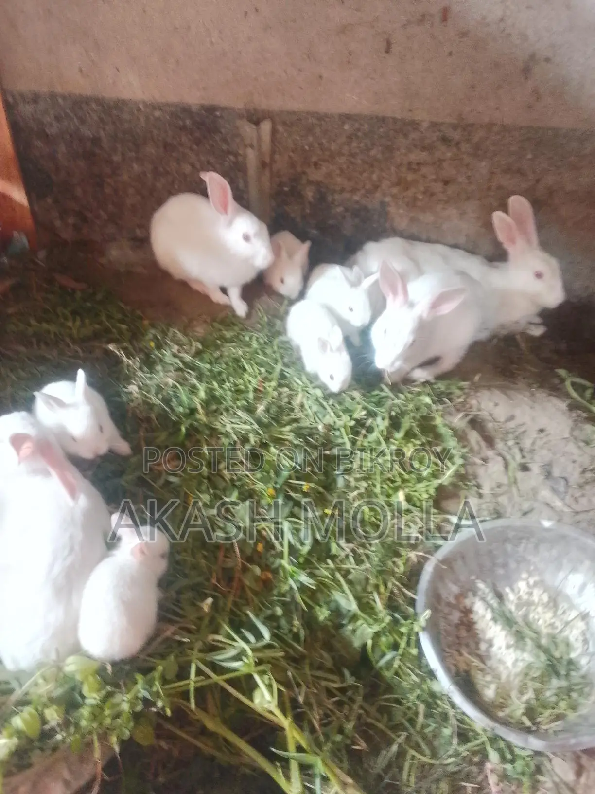 Rabbits